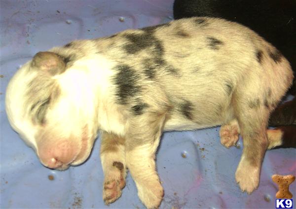 Australian Shepherd Puppies